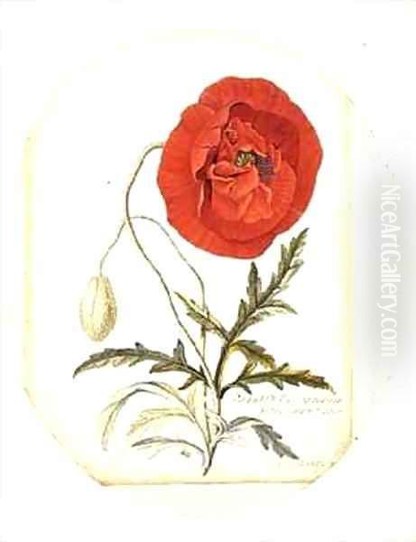 Poppy Papaver erraticum Oil Painting by Georg Dionysius Ehret