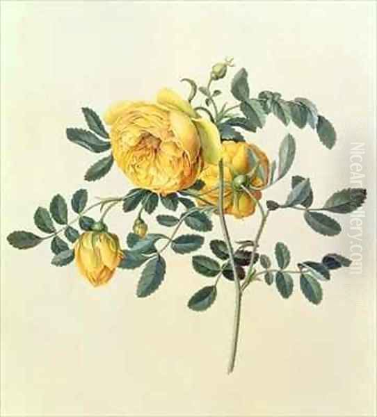 Rosa hemispherica Oil Painting by Georg Dionysius Ehret