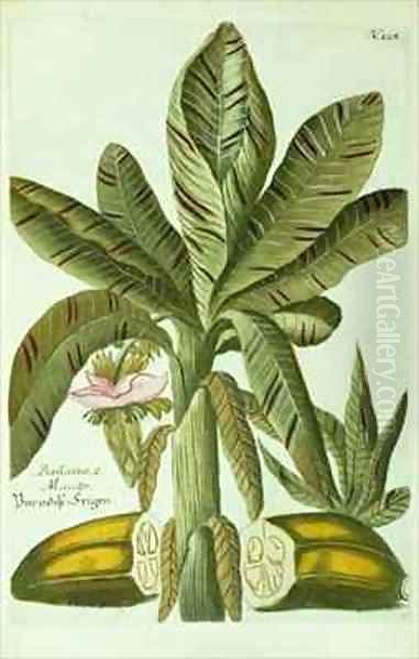 Banana Oil Painting by Georg Dionysius Ehret