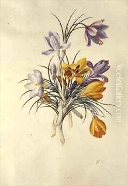 Crocus Oil Painting by Georg Dionysius Ehret