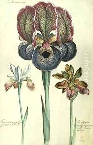 Iris susiana major and Iris bisantina angustifolia Oil Painting by Georg Dionysius Ehret