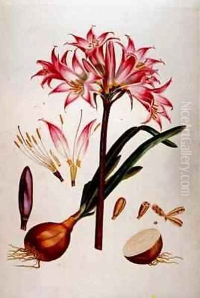 Botanical plate from Plantae Selectae 1750-73 Oil Painting by Georg Dionysius Ehret