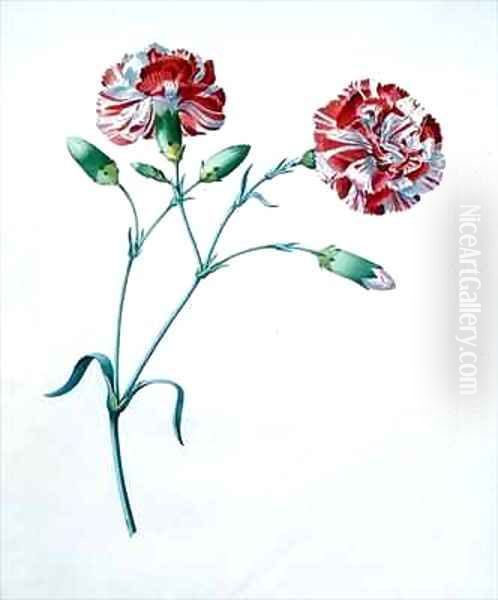 Carnation Oil Painting by Georg Dionysius Ehret