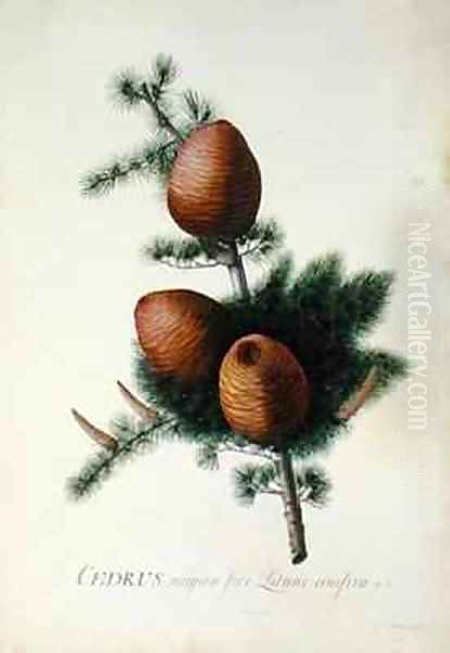 Cedrus Libani Oil Painting by Georg Dionysius Ehret