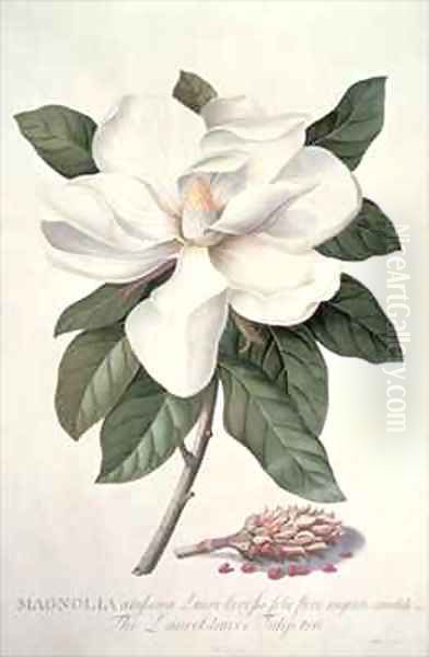 Magnolia 2 Oil Painting by Georg Dionysius Ehret