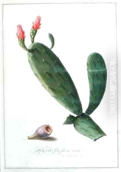 Opuntia folio oblongo Oil Painting by Georg Dionysius Ehret