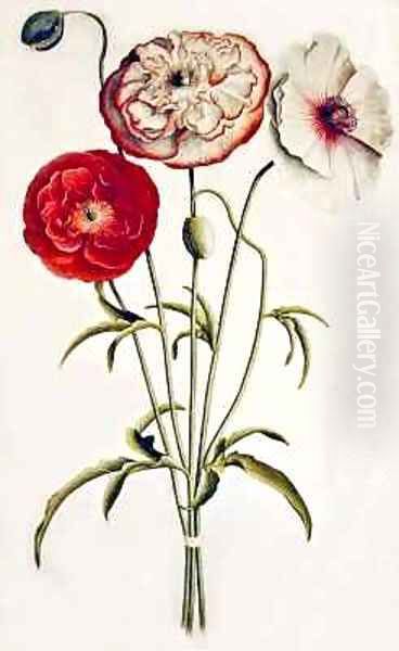 Poppies Corn Oil Painting by Georg Dionysius Ehret