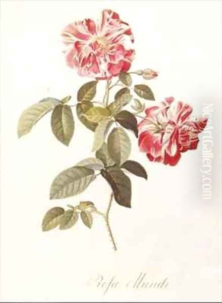 Rosa Mundi Oil Painting by Georg Dionysius Ehret