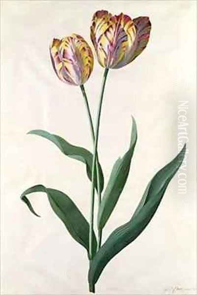 Tulip Tulip Oil Painting by Georg Dionysius Ehret