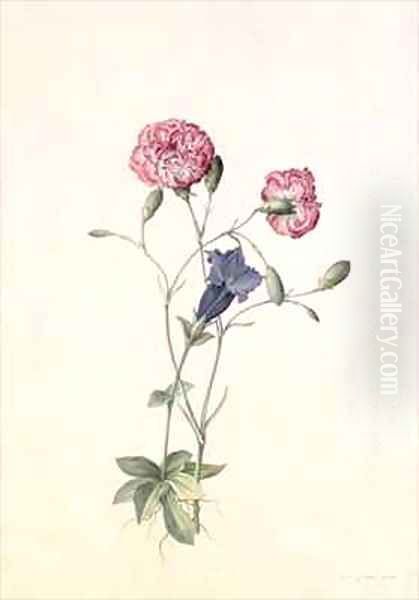 Carnation and Gentian Oil Painting by Georg Dionysius Ehret