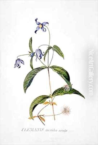 Clematis Integrafolia Oil Painting by Georg Dionysius Ehret