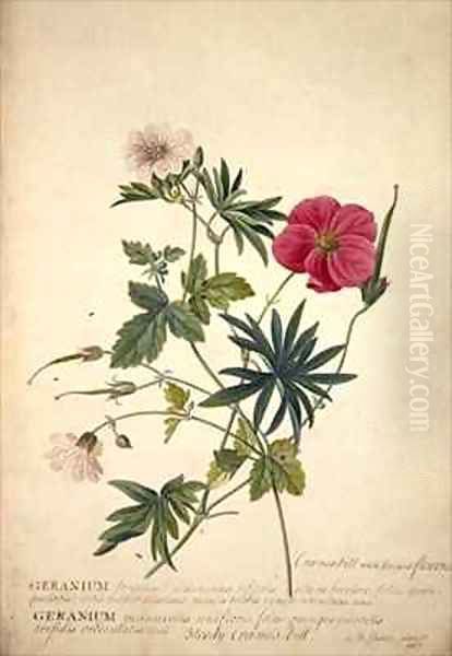 Geranium Two intertwined stems of different species Oil Painting by Georg Dionysius Ehret