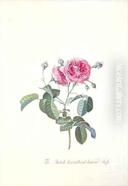 Rose Dutch hundred leaved Rose Oil Painting by Georg Dionysius Ehret