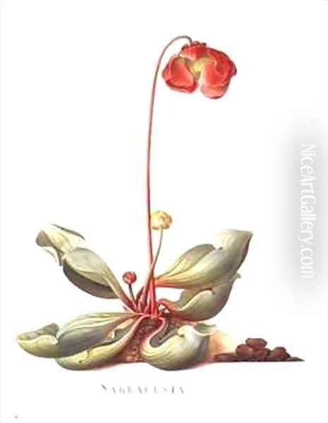 Sarracenia purpurea Pitcher Plant Oil Painting by Georg Dionysius Ehret