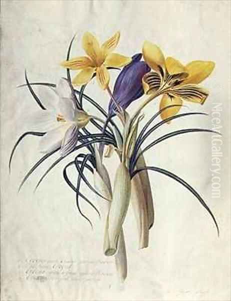 Study of Four Species of Crocus Oil Painting by Georg Dionysius Ehret