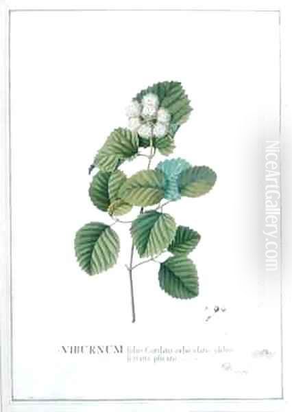 Viburnum foliis Cordato orbiculatis glabris ferratis plicatis Oil Painting by Georg Dionysius Ehret