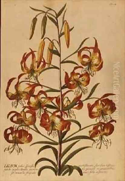 American Turkscap Lily from Plantae Selectae Oil Painting by Georg Dionysius Ehret