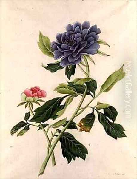 Peony Oil Painting by Georg Dionysius Ehret