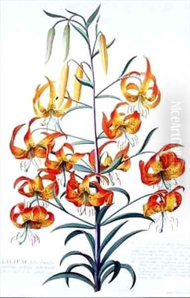 TigerLily Oil Painting by Georg Dionysius Ehret