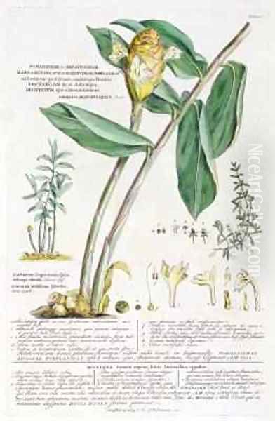 Zingiber latifolium and Amomum Oil Painting by Georg Dionysius Ehret