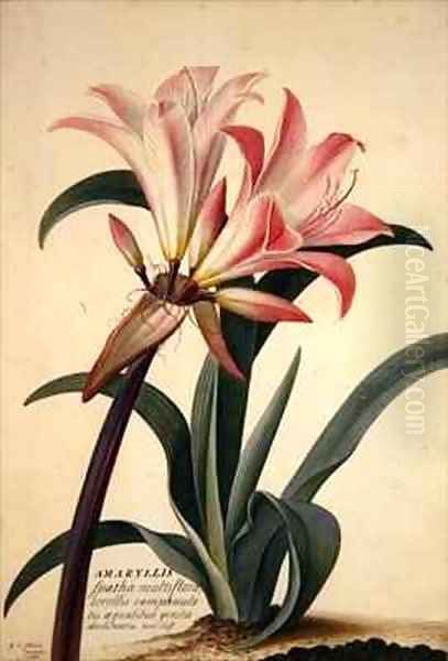 Amaryllis Belladonna Oil Painting by Georg Dionysius Ehret