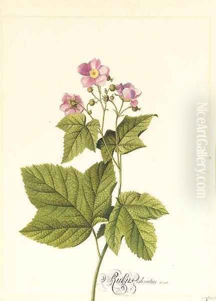 Rubus Odoratus (Japanese Anemone) Oil Painting by Georg Dionysius Ehret