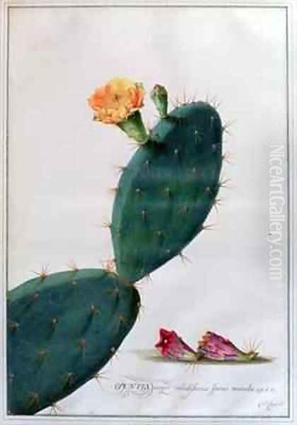 Opuntia major validissimis spinis munita InftRH Oil Painting by Georg Dionysius Ehret