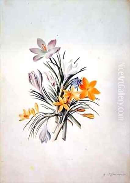 Crocus bunch Oil Painting by Georg Dionysius Ehret