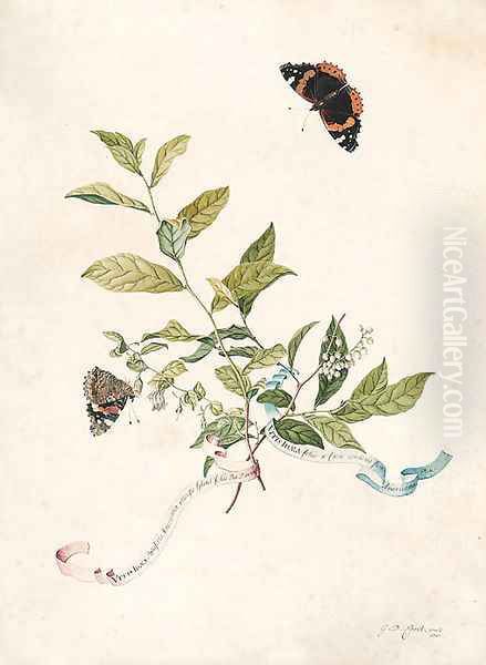 Leonia ligustrina (Lily of the Valley Bush), with two Red Admiral butterflies Oil Painting by Georg Dionysius Ehret