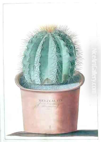 Melocactus Oil Painting by Georg Dionysius Ehret