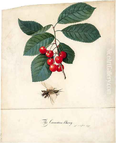 Prunus cerasus 'Carnation' (Carnation Cherry) and a Cockroach Oil Painting by Georg Dionysius Ehret