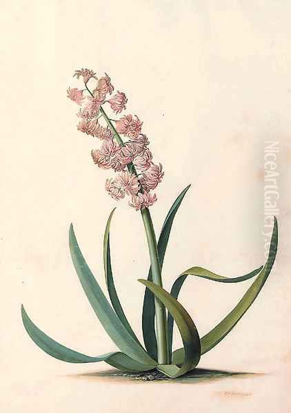 Hyacinthus orientalis Oil Painting by Georg Dionysius Ehret