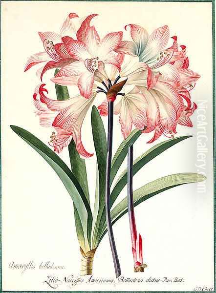 Amaryllis belladonna (Belladonna Lily) Oil Painting by Georg Dionysius Ehret