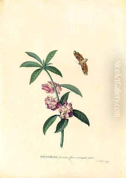 Balsamina (Balsam) and a hovering Moth Oil Painting by Georg Dionysius Ehret