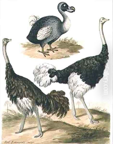 Dodo and Ostrich Oil Painting by Sydenham Teast Edwards