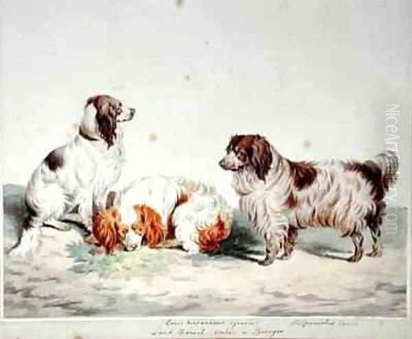 Land Spaniel Cocker or Springer Oil Painting by Sydenham Teast Edwards