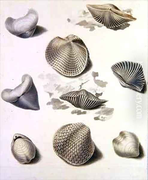 Shells and Marine Flora 3 Oil Painting by Sydenham Teast Edwards