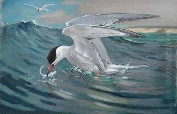 A Common Tern Rising With A Fish. by Allen William Seaby