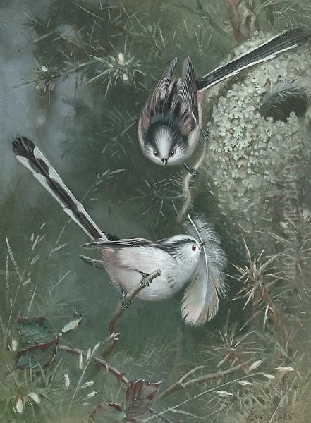 Long-tailed Tits by Allen William Seaby