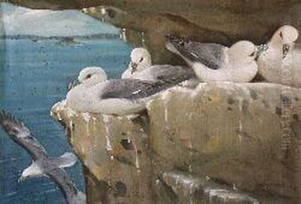 Fulmer Petrels, Nesting Time, Farnes by Allen William Seaby