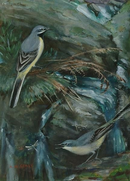 Male And Female Grey Wagtails by Allen William Seaby