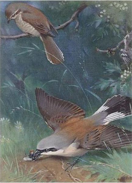 A Red-backed Shrike by Allen William Seaby