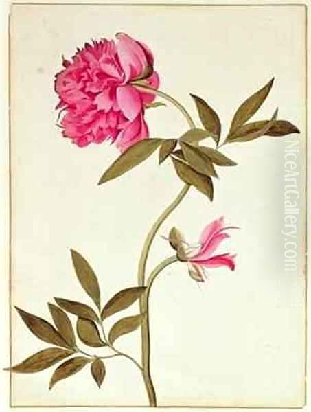 Rose Peony Oil Painting by George Edwards