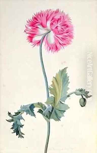 Peony Poppy Oil Painting by George Edwards