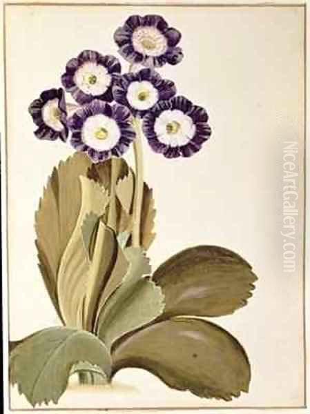 Primula Auricula Oil Painting by George Edwards