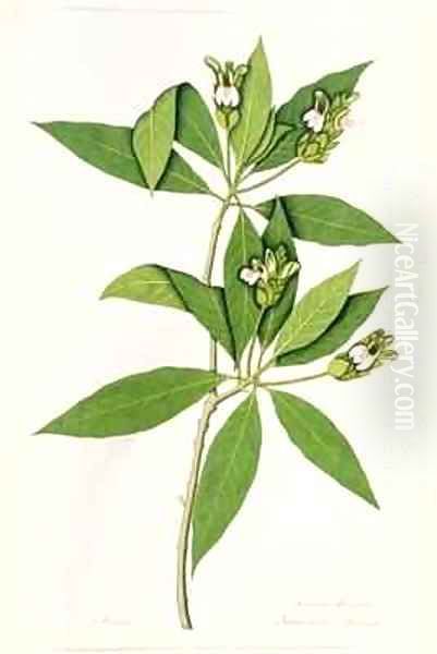 Diandria Monogynia Justicia Adhatoda of Linnaeus Oil Painting by George Edwards