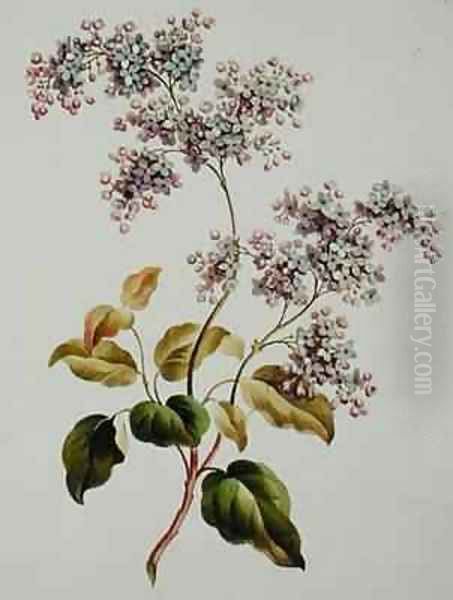 Scotch Lilac Oil Painting by John Edwards