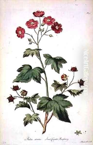 Raspberry Sweet Canada from The British Herbal Oil Painting by John Edwards