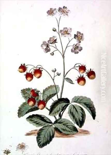 Strawberry Oval Spear Shaped rough leaves and an oval fruit from The British Herbal Oil Painting by John Edwards