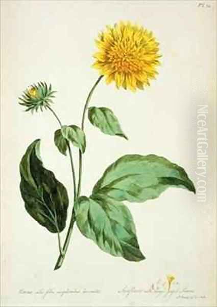 Sunflower with large jagged leaves Corona from The British Herbal Oil Painting by John Edwards